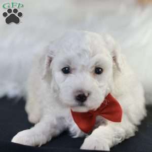 Bobby, Bichon Frise Puppy